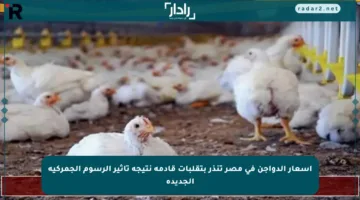 أسعار الدواجن في مصر تنذر بتقلبات قادمة نتيجة تأثير الرسوم الجمركية الجديدة